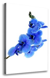 Egyedi vászonkép Kék orchidea