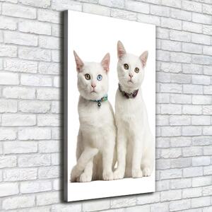Vászonkép Két fehér macska
