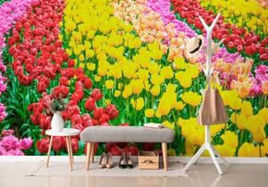 Öntapadó fotótapéta tulipán gyönyörűség