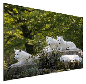 Konyhai falburkoló panel Fehér farkasok szikla