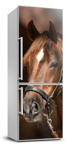 Hűtő matrica Portré egy ló