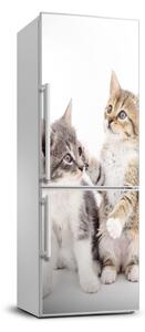 Hűtő matrica Két kis macska