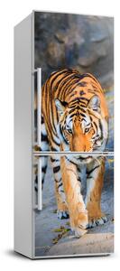 Hűtő matrica Tigris