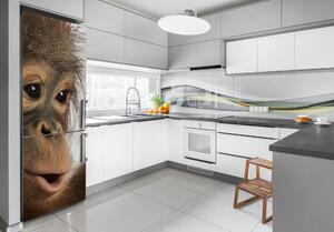 Matrica hűtőre Fiatal orángután