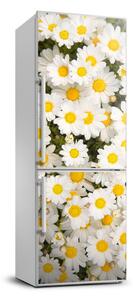 Hűtőre ragasztható matrica Százszorszép virágok