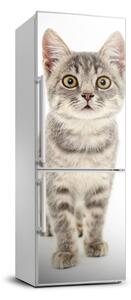 Dekor matrica hűtőre Szürke macska