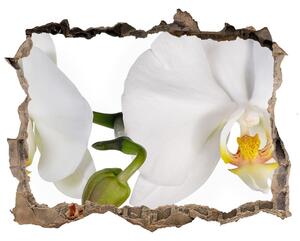 Fali matrica lyuk a falban Orchidea