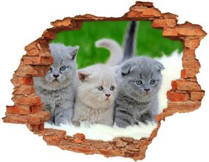 3d fali matrica lyuk a falban Három macskát egy takaró