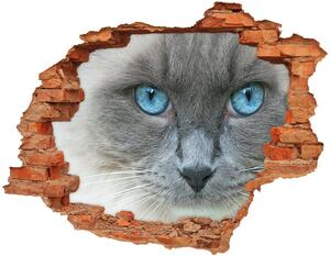 Lyuk 3d fali matrica Cat kék szem