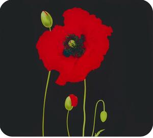 Edzett üveg falvédő tűzhelyhez 50x56 cm Poppy – Maximex