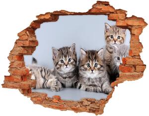 Fali matrica lyuk a falban Öt macskák