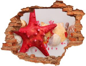 Fali matrica lyuk a falban Starfish és kagylók