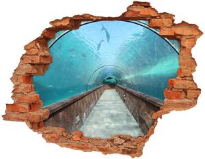 Fali matrica lyuk a falban Az alagút akvárium