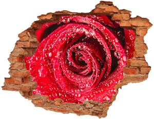 Fali matrica lyuk a falban Vízcseppek egy rózsa