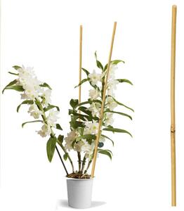 Bambusz tartó növények és zöldségek számára, átmérő 14-16 mm, magasság 120 cm