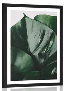 Poszter paszpartuval, monstera levél
