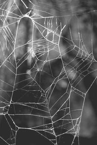 Fotográfia Monochrome Web, Gary Rundle, (26.7 x 40 cm)