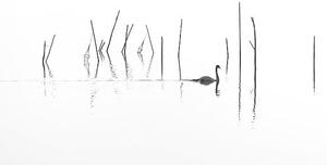 Fotográfia Silhouette of Swan swimming through fish, RelaxFoto.de, (40 x 22.5 cm)
