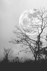 Fotográfia Silhouettes of dry tree against night, kdshutterman