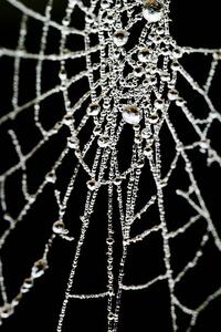 Fotográfia Spider Web, samveitch, (26.7 x 40 cm)