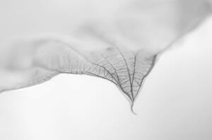 Fotográfia A Dry Leaf the tip of a Hosta Plant, Nancybelle Gonzaga Villarroya, (40 x 26.7 cm)