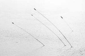 Fotográfia Four reeds poking through the ice, Nick Fitzhardinge