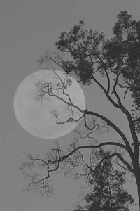 Fotográfia Tree and the moon, bochimsang