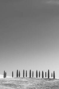 Fotográfia Cypress Trees, Tuscany, StephenBridger