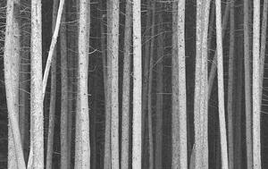 Fotográfia Black and White Pine Tree Trunks Background, ImagineGolf, (40 x 24.6 cm)
