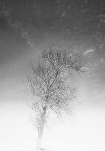 Fotográfia the tree and frozen soil in black and white, Alessandro Pianalto, (26.7 x 40 cm)