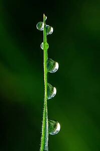 Fotográfia Drops of dew, japedro