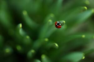 Fotográfia Ladybug, Sanja Baljkas, (40 x 26.7 cm)