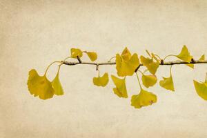 Fotográfia Ginkgo biloba branch and leaves in autumn, Vicente Méndez
