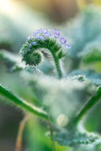 Fotográfia Little grass flower with dew droplets, somnuk krobkum, (26.7 x 40 cm)