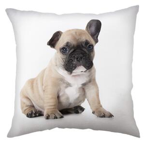 Jerry Fabrics Mintás gyerek párna - Bulldog | 40 x 40 cm