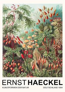 Festmény reprodukció Muscinae–Laubmoose / Rainforest Plants (Vintage Academia) - Ernst Haeckel, (30 x 40 cm)