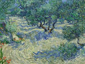 Reprodukció Olive Orchard - Vincent van Gogh, (40 x 30 cm)