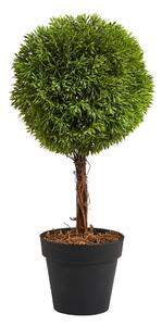 FLORISTA mini cserepes bukszus, 35 cm magas