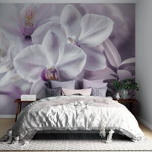 Fotótapéta Fehér és lila finom orchidea virágok, lágy megvilágítás és elmosódott, Fotótapéta virágok és növények, w09155 : Uwalls.hu