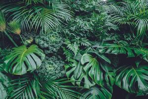 Öntapadó fotótapéta a dzsungel levelei