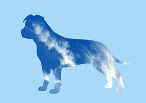 Amerikai staffordshire terrier terrier fotógrafika nyomat falikép