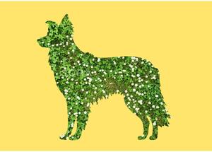 Border collie fotógrafika nyomat falikép