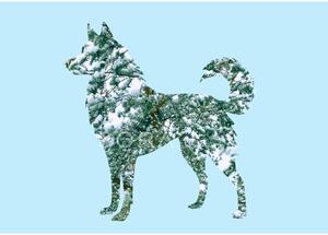 Husky fotógrafika nyomat falikép