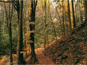 " Schwarzwald " őszi erdei fotográfia falikép