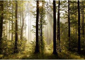 Reggeli erdő XXL fotó tapéta 360 x 270 cm, 4 részből álló
