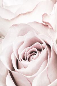 Fotográfia Pink Rose No 05, Studio Collection, (26.7 x 40 cm)
