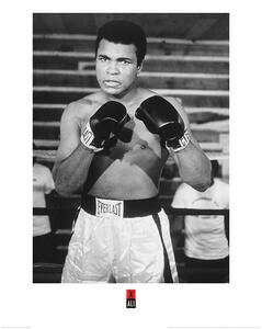 Művészeti nyomat Muhammad Ali - Pose