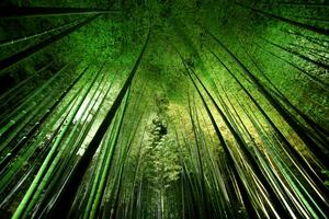 Fotográfia Bamboo night, Takeshi Marumoto, (40 x 26.7 cm)