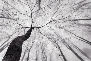Fotográfia A view of the tree crown, Tom Pavlasek
