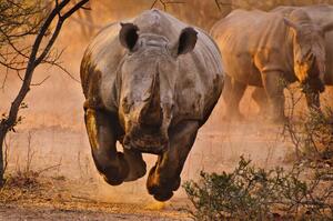 Fotográfia Rhino learning to fly, Justus Vermaak